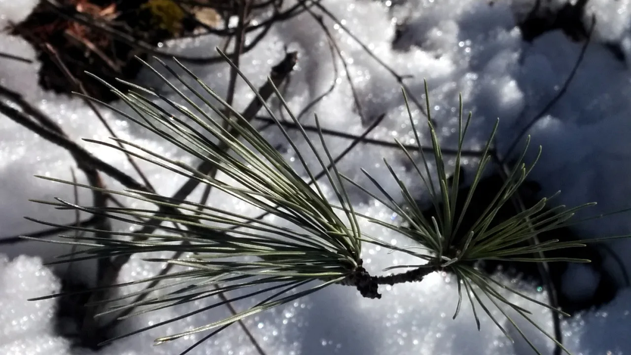 Pine Sparklers on Snow