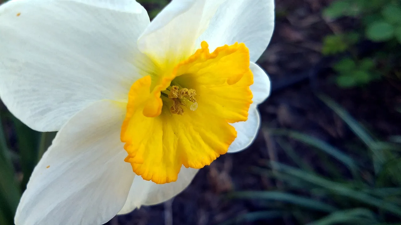 Daffodil in Perspective