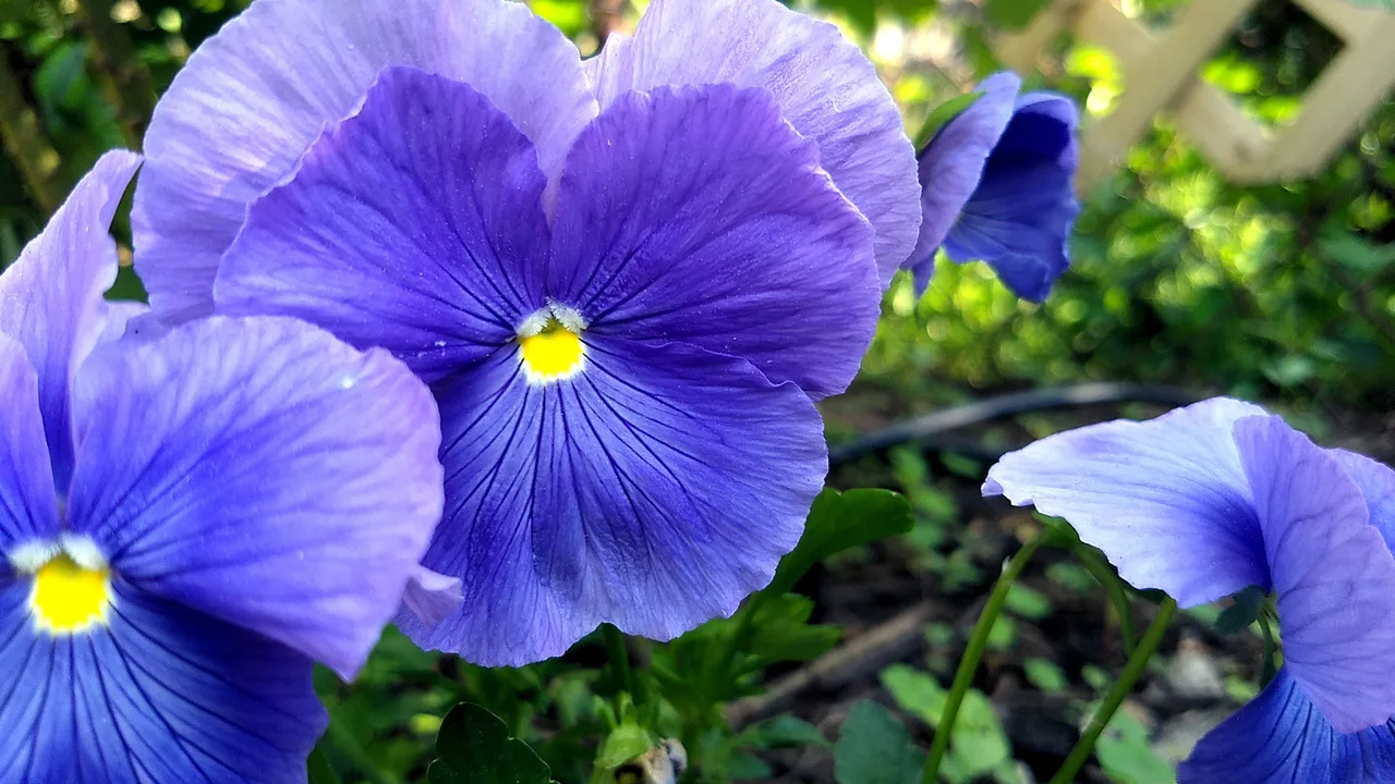 Pansies, Purple