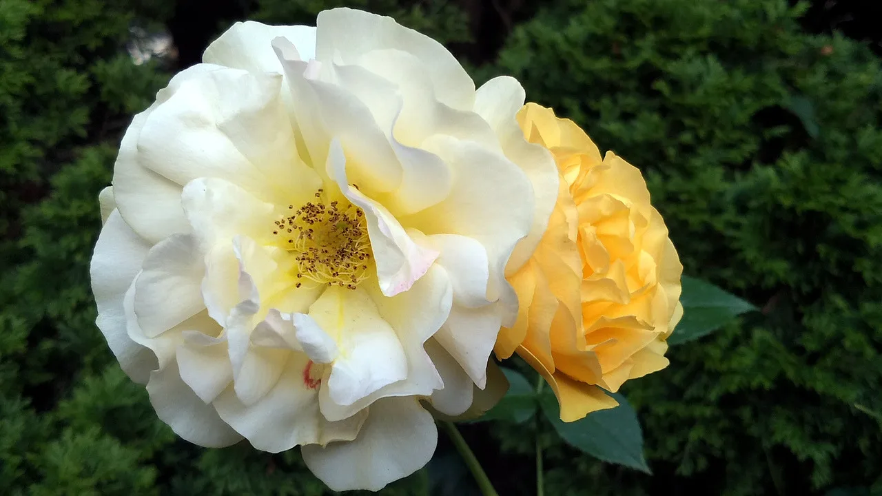 Rose, Yellow 4