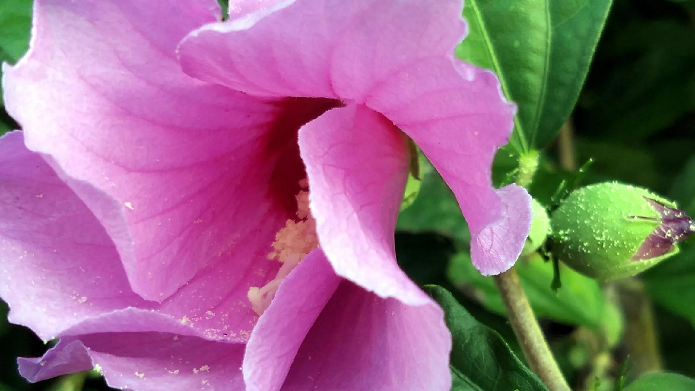 Hibiscus, Purple 2 & 3