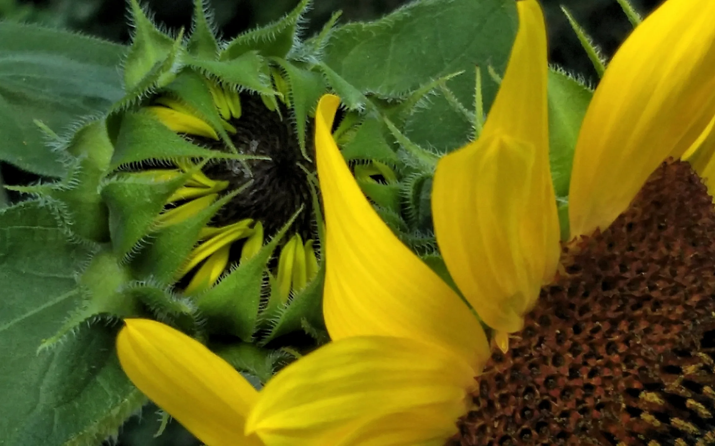 Sunflower, Generations