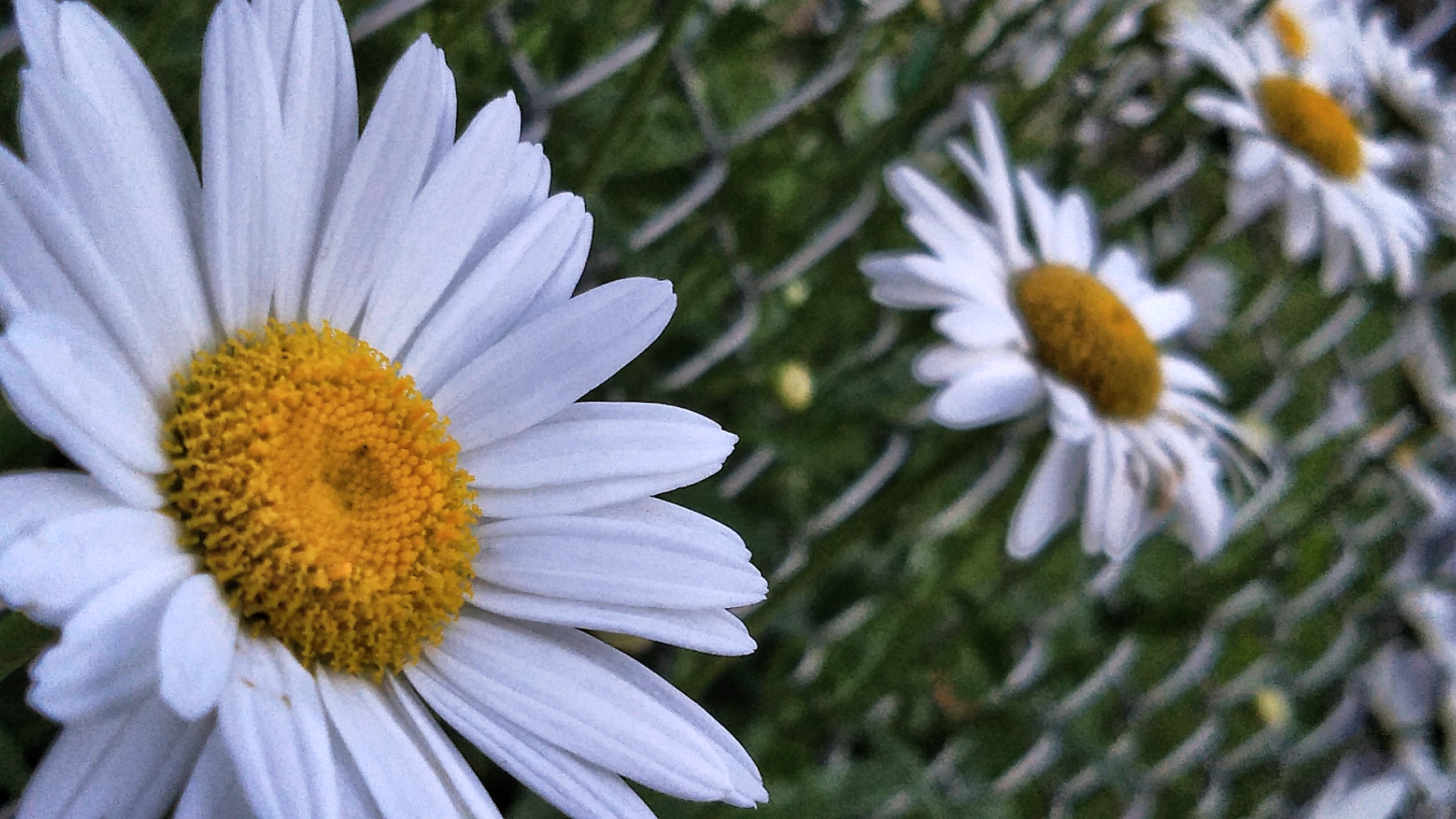 Daisies Unchained
