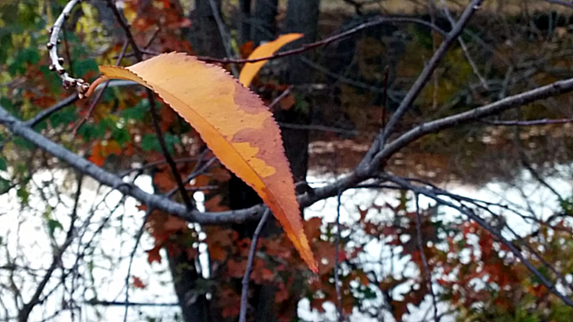 Close-up of a thin yellow leaf arching from a curved branch. The narrow depth of field has only the branch and the leaf in focus. In the background are branches without leaves. Another similar leaf can be seen beyond the one in the foreground. Farther in the distance is a body of water. Photo taken in the low light a little before dusk.