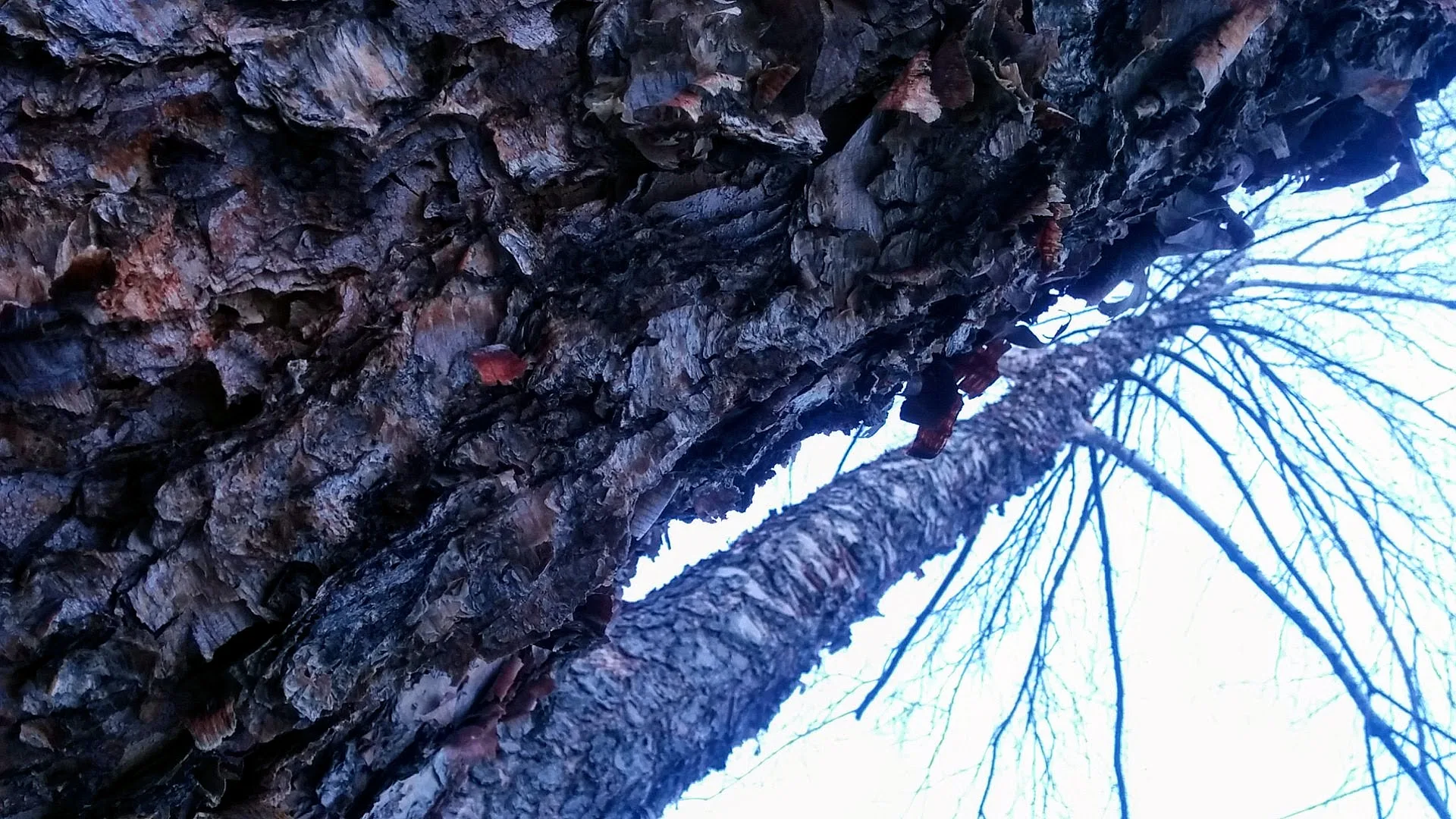 Flaky Trees (Winter)