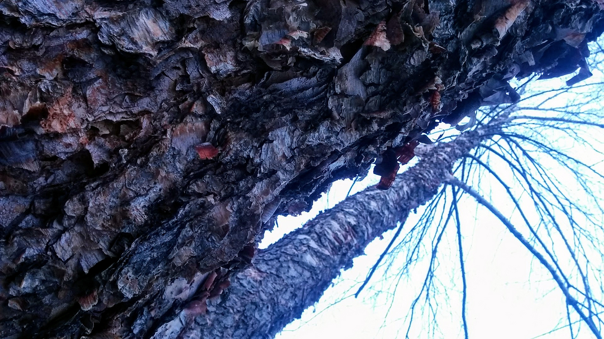 Looking up at tall birch trees with peeling barks. Photo taken in Winter, so there are no leaves on the branches. The landscape layout of the photo is divided approximately by the diagonal from the lower left corner to the upper right corner. The area above the diagonal has the close-up of the peeling bark of a birch. Under the diagonal is another similar birch, in the background, with branches near its top.
