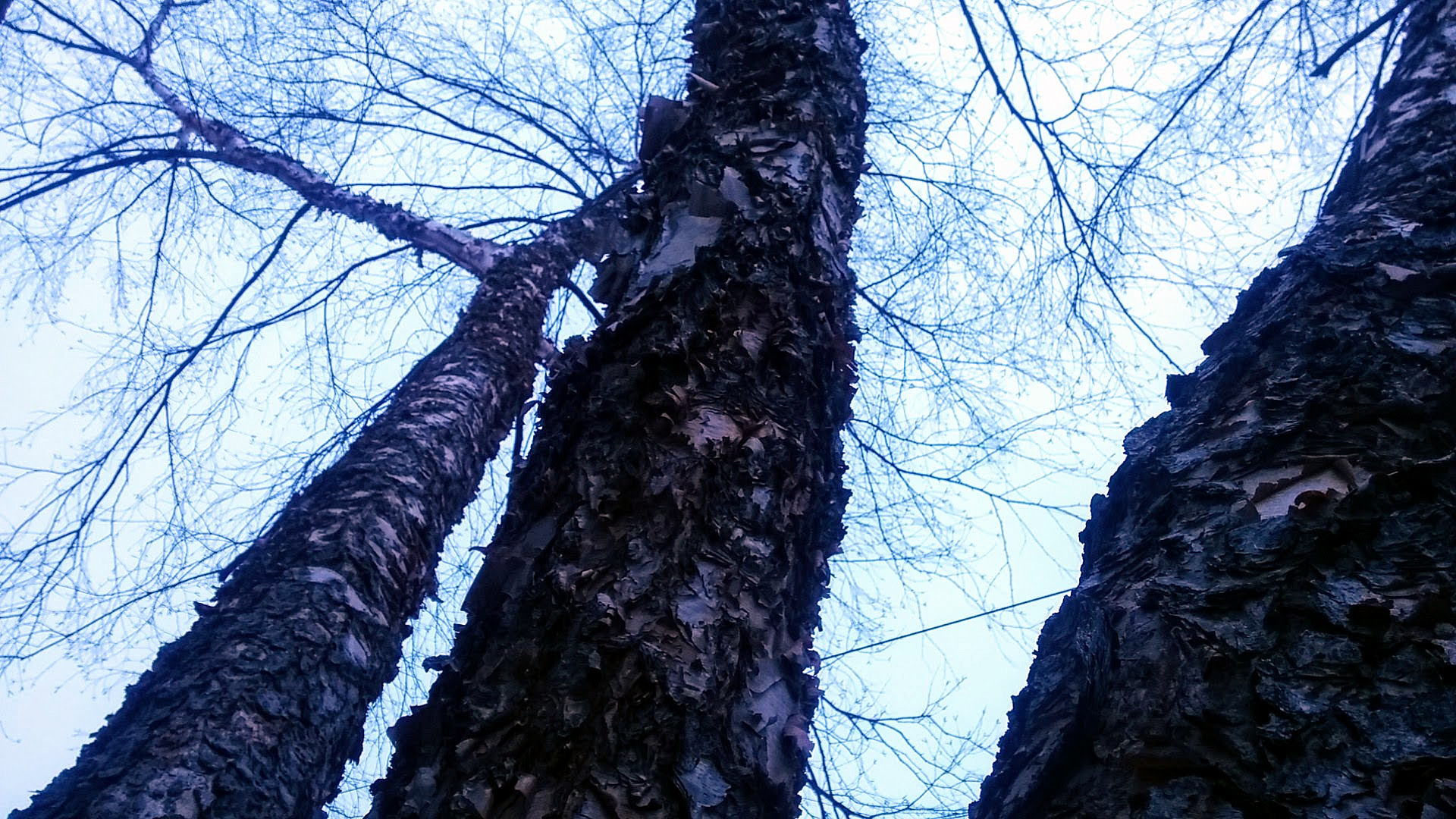 Looking up at tall birch trees with peeling barks. Photo taken in Winter, so there are no leaves on the branches. The barks of three trees are in the foreground. Some branches can be seen extending from the treetops which are not in view.