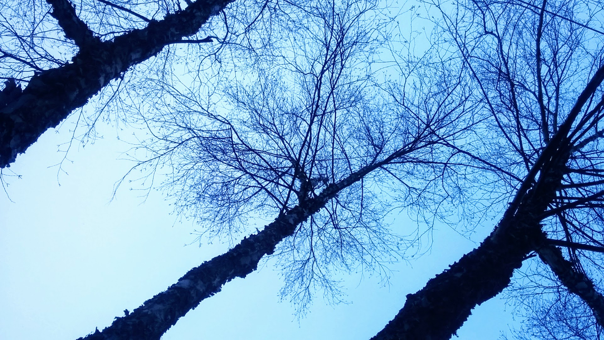 Looking up at the tops of three tall birch trees with peeling barks. Photo taken in Winter, so there are no leaves on the branches. The trees appear as silhouettes due to the low light of the evening. Branches extend from the barks near the treetops.