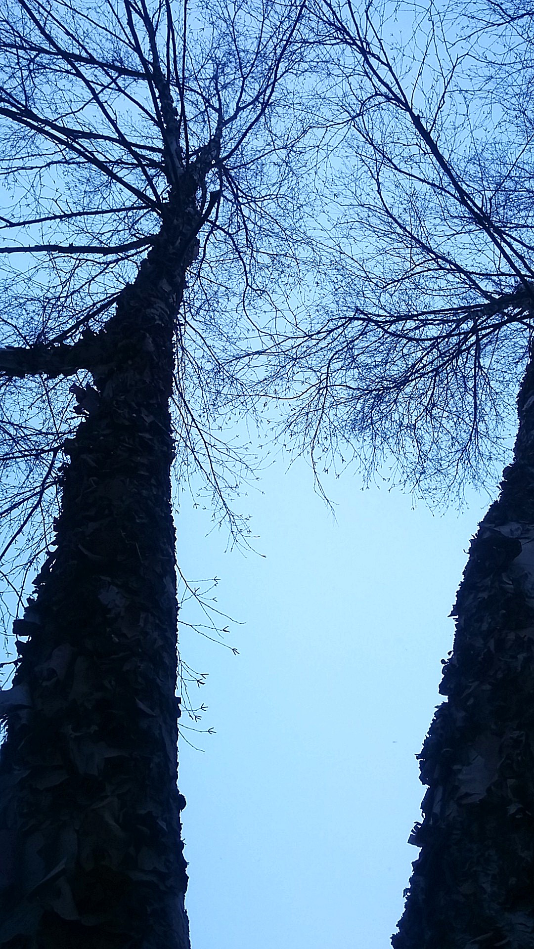 Looking up at two tall birch trees with peeling barks. Photo taken in Winter, so there are no leaves on the branches. The trees appear as silhouettes du to the low light of the evening. Their tops are visible, with branches extending from the barks.