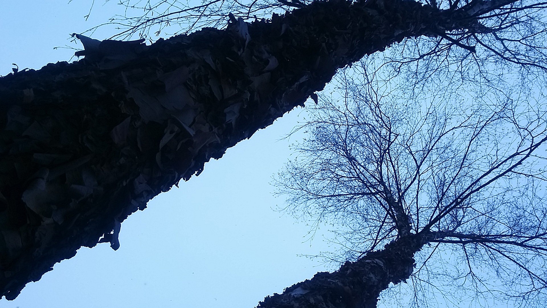 Looking up at two tall birch trees with peeling barks. Photo taken in Winter, so there are no leaves on the branches. The trees appear as silhouettes due to the low light of the evening. Their tops are visible, with branches extending from the barks.