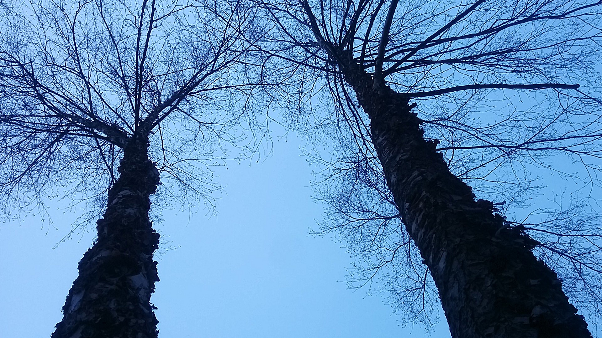 Looking up at two tall birch trees with peeling barks. Photo taken in Winter, so there are no leaves on the branches. The trees appear as silhouettes due to the low light of the evening. Their tops are visible, with branches extending from the barks.