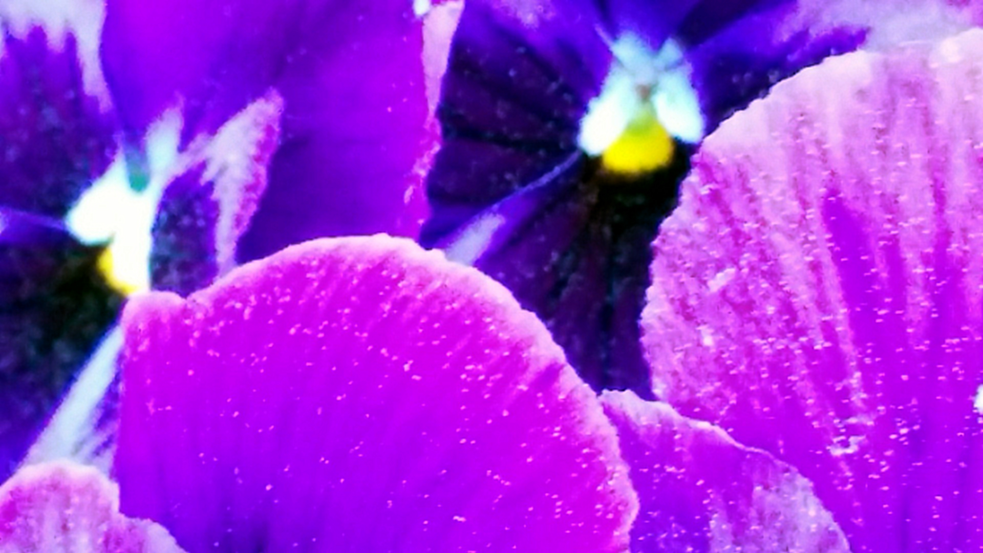Macro of purple pansies in soft focus. Lighter colored outer parts of petals are in the foreground. In the background are two yellow and white centers, each surrounded by darker colored inner parts of petals. The image has an abstract look. There are two separate treatments of this image, each meant to represent a relative intensity of desire, hence the name. This is the original photo, representing the initial spark of desire.