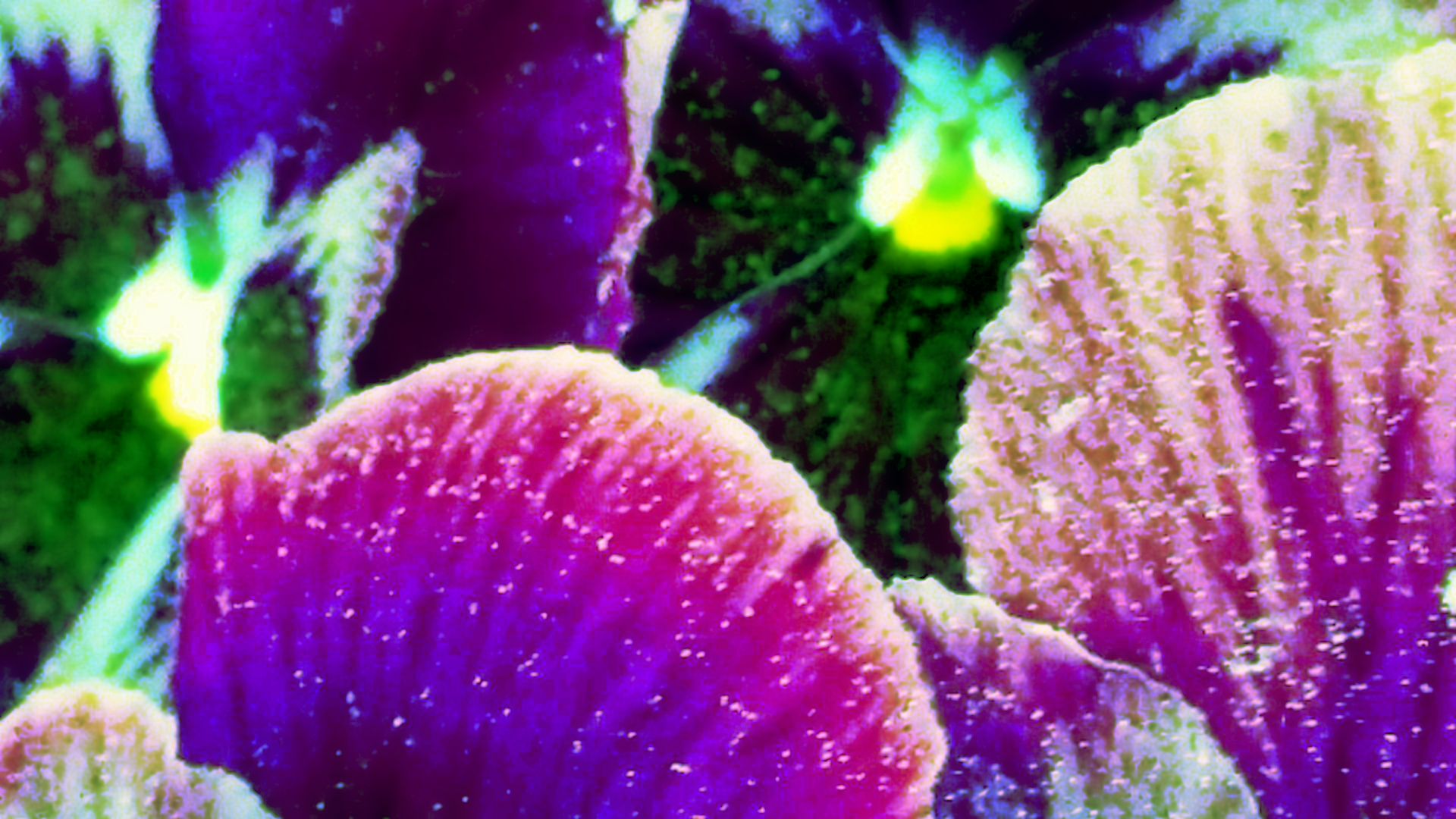 Macro of purple pansies in soft focus, manipulated to make the purples deeper and accentuate the contrasts. Lighter colored outer parts of petals are in the foreground. In the background are two yellow and white centers, each surrounded by darker colored inner parts of petals. The image has an abstract look. This is the first of two treatments of the original image, and represents intense desire following the initial spark.