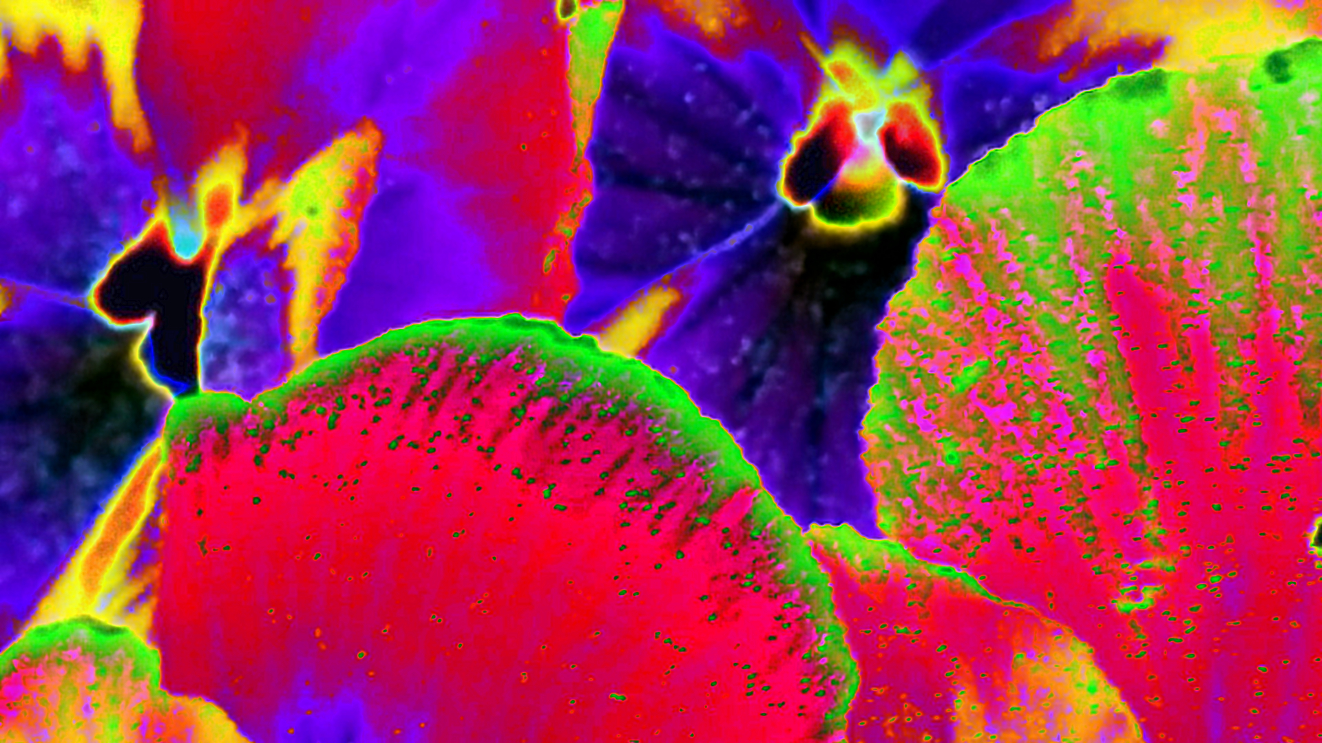 Macro of purple pansies in soft focus, manipulated to represent the intense burn of desire. This is the second of two treatments of the original image. The outer parts of the petals in the foreground are bright orange with bright green flourishes. In the background are two blazing yellow and red centers, each surrounded by dark purple inner parts of petals that appear to be in red flames. The bright yellow between and around the flowers is meant to suggest a burning fire.