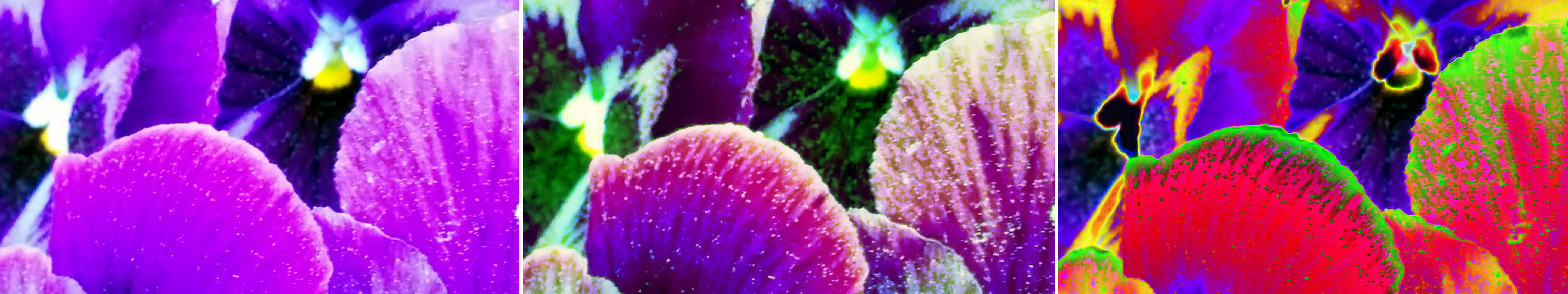 Macro of purple pansies in soft focus and its two treatments in a row. The combined image is meant to be an abstract representation of the progression of desire from the initial spark to a hot burn, hence the name. The lighter colored outer parts of the petals are in the foregound. In the background are centers of two pansies, each center surrounded by darker colored inner parts of petals.