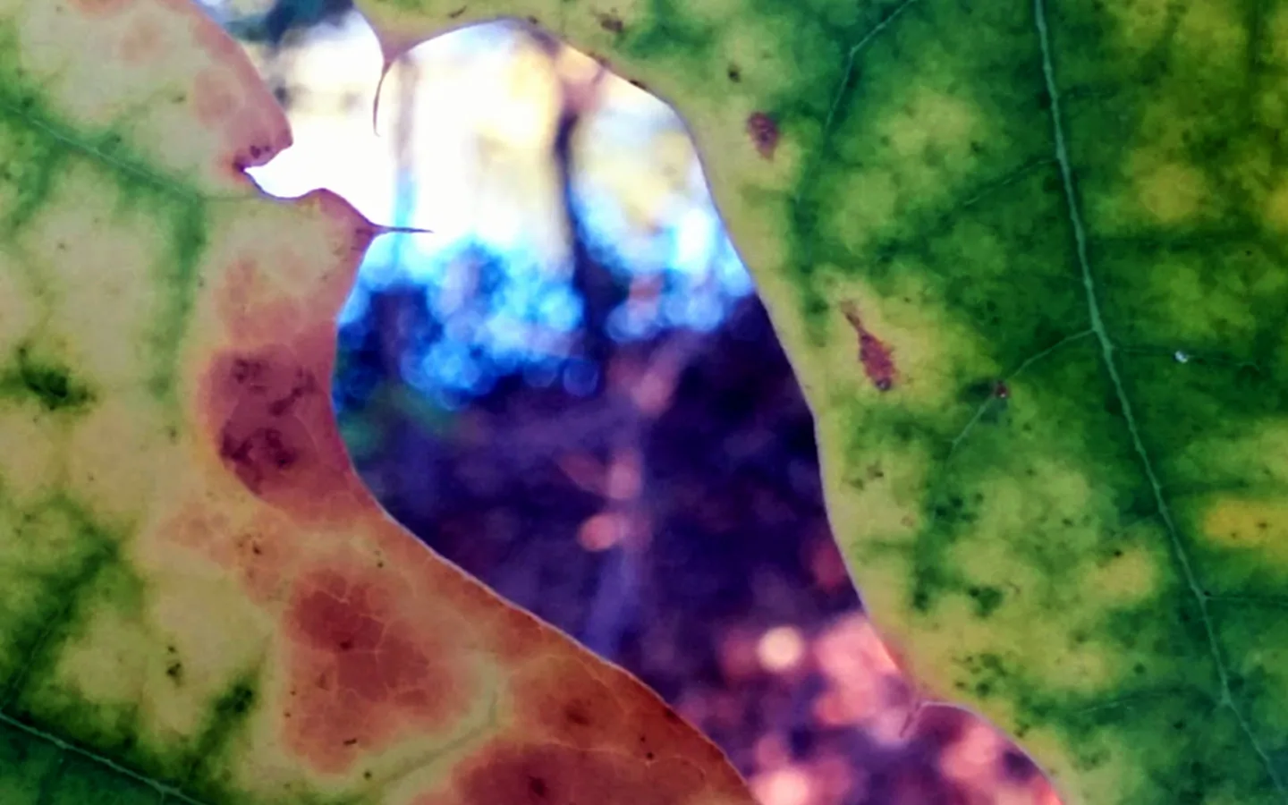 Abstract macro of portions of two Autumn leaves, with their curved edges side-by-side. The turning leaves have green, yellow and brown. Both leaf edges have a notch near the upper edge of the photo. The teardrop shaped gap between the leaves, wider near the top, is in the the center of the photo, spanning the height, with its axis about 45° from the vertical. What is visible in the gap is out of focus, as if there were a temporal rift between the leaves, hence the name.