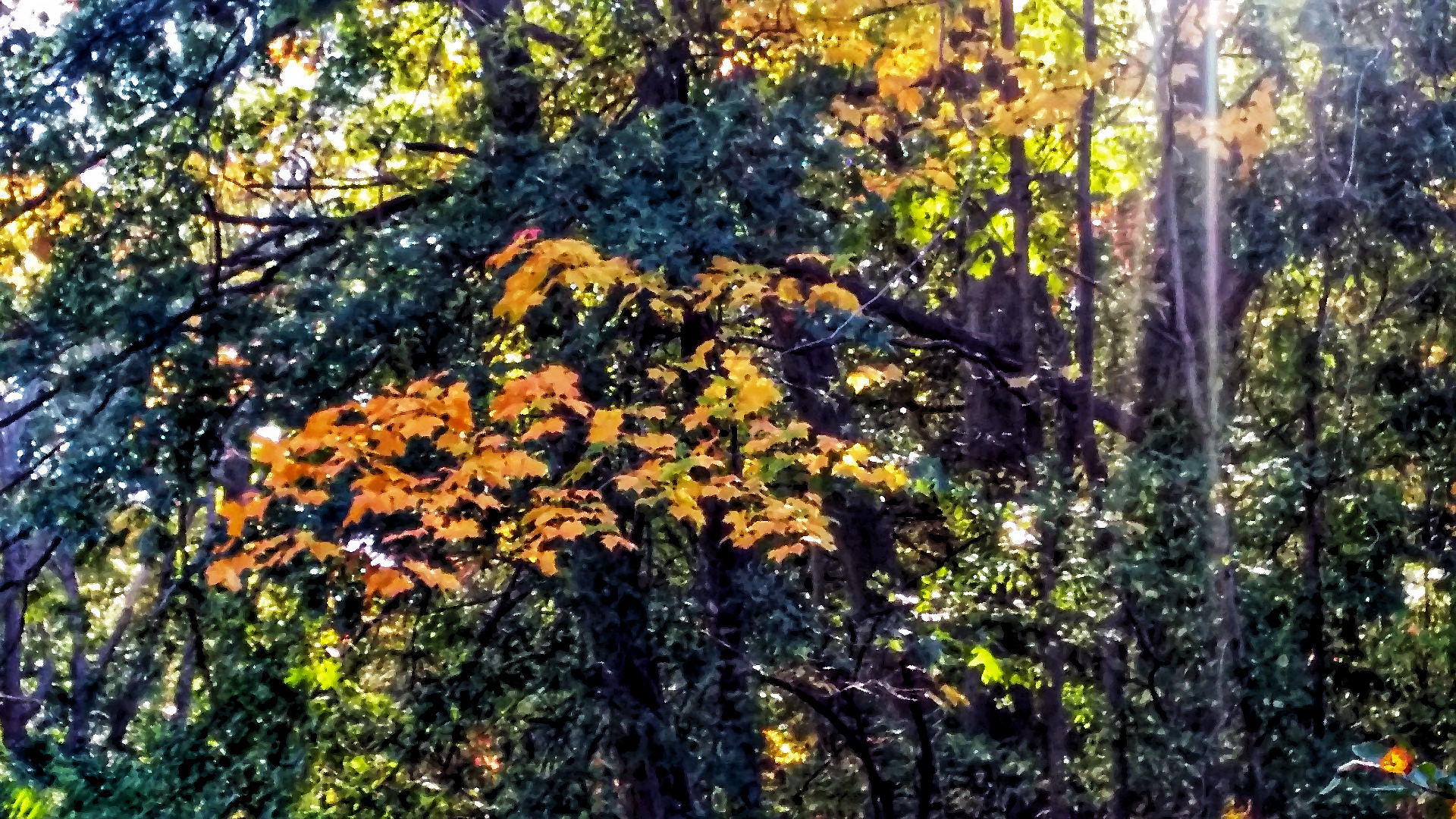 Medium-angle photgraph, manipulated to look like a painting, shows a cluster of bright orange leaves on a tree, against a backdrop of dark green leaves that are not in direct sunlilight. Around the dark green leaves are tree leaves brightly illuminated by the early afternoon sun. To the right of the orange leaves are thin streaks of sunlight. The picture has an impressionistic look.