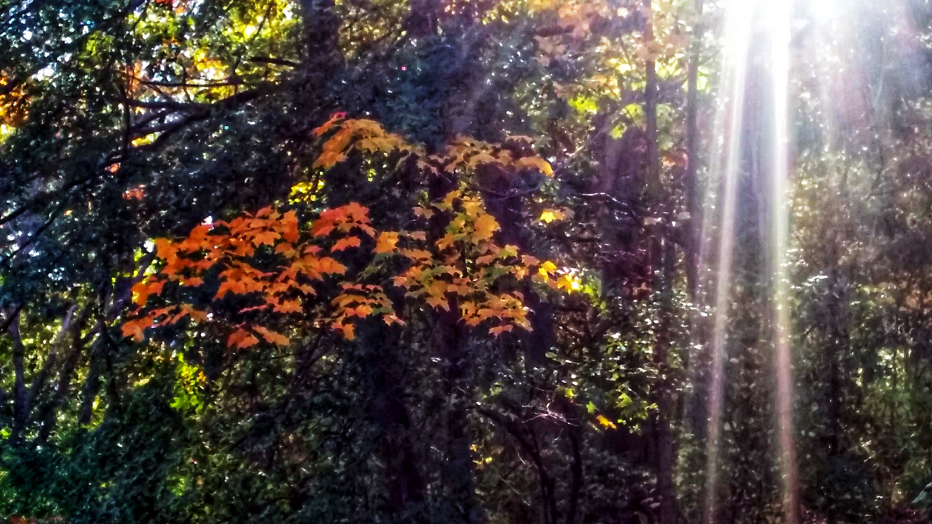 Medium-angle photgraph, manipulated to look like a painting, shows a cluster of bright orange leaves on a tree, against a backdrop of dark green leaves that are not in direct sunlilight. Tree leaves illuminated by the early afternoon sun can be seen through the trees that are in the foreground. To the right of the orange leaves are sharp, bright streaks of sunlight. The picture has an impressionistic look.