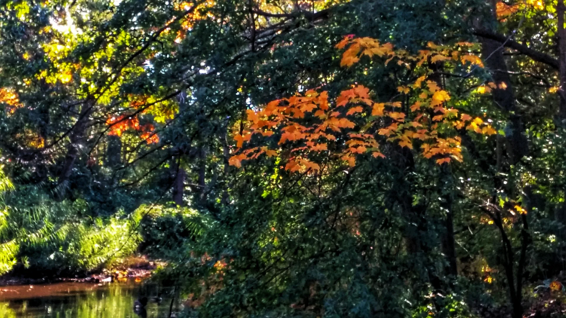 Medium-angle shot showing a cluster of bright orange leaves on a tree, against a backdrop of dark green leaves that are not in direct sunlilight. The early afternoon sun brightly illuminates vegetation behind the tree. At the lower left, some of the vegetation reflects in Muddy River. The photo has an impressionistic look, with dark and bright areas.